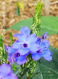 Image result for Eranthemum pulchellum