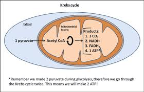 Maybe you would like to learn more about one of these? Cell Respiration Wyzant Lessons