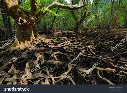 Image result for Xylocarpus