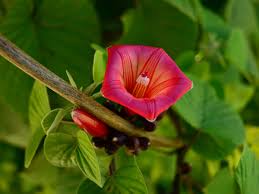 Image result for Stictocardia beraviensis