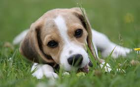 We did not find results for: Galeria De Imagenes Fondos De Perros