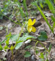 Maybe you would like to learn more about one of these? Missouri Wildflowers April 2017 Yellow Flowers Album On Imgur