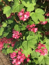 How do i identify a flowering shrub. Identify Shrub With Pink Flowers Bbc Gardeners World Magazine