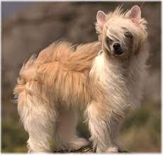 kitajskaya hohlataya osobennosti porody foto i ceny