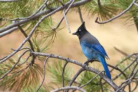 Image result for Cyanastrum johnstonii