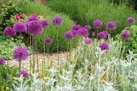 Allium is a genus of more than 800 species of bulbous perennials in the family amaryllidaceae, native to the northern hemisphere. Allium Hollandicum Purple Sensation Ornamental Onion