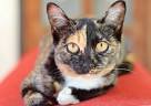 Chausie Mixed Cat Breed Pictures, Characteristics, & Facts