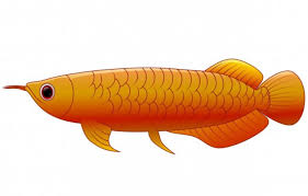 We did not find results for: 8 Ikan Hias Air Tawar Termahal Yang Dicari Penghobi Indonesia