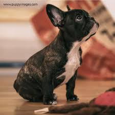 Black And White French Bulldog Puppy Playful Black And White French Bulldog Puppy Bulldog Puppies White French Bulldog Puppies Bulldog