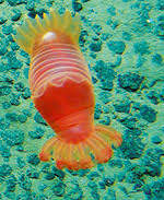 Manganese nodules are pebbles or stones about the size of walnuts that are built of onionlike layers of manganese and iron oxides. Manganese Nodules World Ocean Review