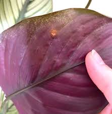 These are relatively common and you can use a pair of. Why Does My Calathea Have Brown Spots Planet Houseplant