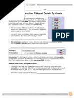 Worksheet on dna rna and protein synthesis answer key. Rna Protein Synthesis Gizmo 1 Translation Biology Rna