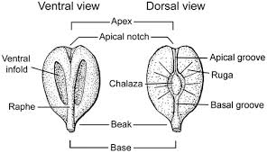 Image result for Cyphostemma paucidentatum