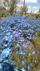 Check spelling or type a new query. Lechenaultia Biloba Muchea Tree Farm