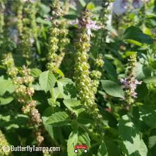 Image result for Ocimum fimbriatum