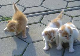 Resultado de imagen para gatos pequeños burmes blanco con gris