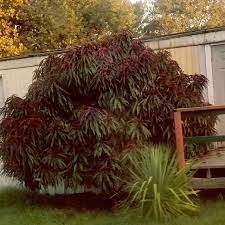 Maybe you would like to learn more about one of these? Bonfire Patio Peach Prunus Persica Bonfire We Cannot Be Certain But This Might Be A Dwarf Peach Tree Bonfire This Dw Plants Free Plants Dwarf Peach Tree