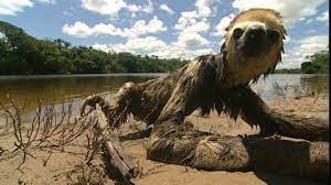 Pin On Sloths 02 Pale Throated Three Toed Sloth
