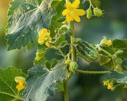 Image result for Cucumis zeyheri