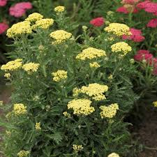 Image result for Achillea millefolium
