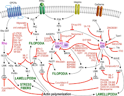 The average age of a pichardo family member is 66.1 years old according to our database of 492 people with the last name pichardo that have a birth and death date listed. Targeting The Cytoskeleton Against Metastatic Dissemination Springerlink