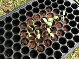 Cara budidaya melon di rumah menggunakan media polybag atau pot sebenarnya terbilang mudah. Cara Cara Menyemai Dan Menanam Pokok Rock Melon Ke Dalam Polibeg Coretan Anuar