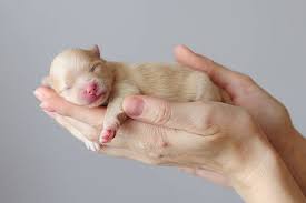 77 Newborn Pomeranian Puppies Stock Photos Pictures Royalty Free Images Istock