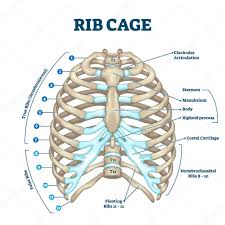 Sharp pain under ribs can indicate different problems. Rib Cage Anatomy Labeled Vector Illustration Diagram Medical Human Chest Skeletal Bone Structure Model Numbered Ribs Sternum Cartilage Parts And Clavicular Articulation Health Care Education Premium Vector In Adobe Illustrator Ai