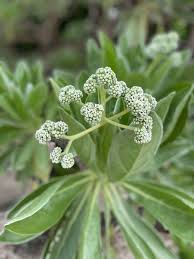 Image result for Heliotropium ciliatum