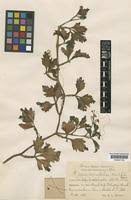 Image result for Cissus cornifolia