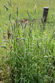 Image result for Phalaris