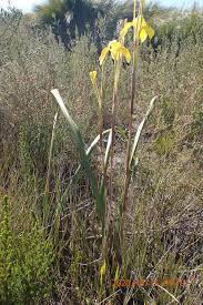 Image result for Moraea spathulata