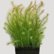 Image result for Mayaca