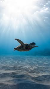 Wallpapers Marine Biology Sea Microsoft Azure Sky Water Sea Turtle Wallpaper Turtle Wallpaper Marine Biology