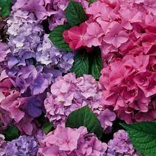 Perfect Pink And Purple Plant Combinations Hydrangea Care Purple Plants Hydrangea Purple