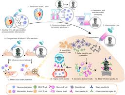 Neuroinvasion of the highly pathogenic influenza virus h7n1 is caused by disruption of the blood brain barrier in an avian model. Better Influenza Vaccines An Industry Perspective Journal Of Biomedical Science Full Text