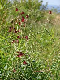 Image result for Macroptilium atropurpureum