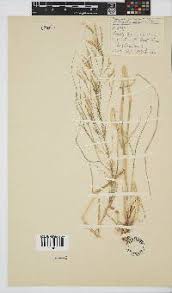 Image result for Microchloa afra