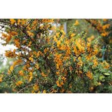 Image result for Brya