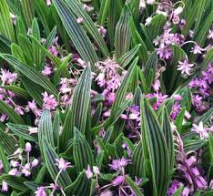 Image result for Ledebouria revoluta