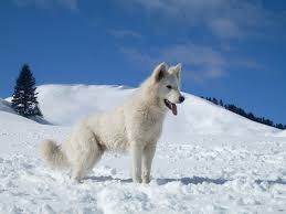 Explore 24 listings for white german shepherd pups for sale at best prices. White Swiss Shepherd Dog Wikipedia