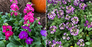 When watering is completed, the plant foliage dries quickly. Plant Flowers Now For Winter Wow Gill Garden Center Landscape Co