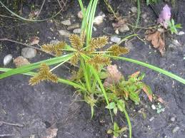 Image result for Cyperus ruwenzoriensis