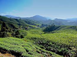The tea centre up the hill is definitely one of the must visit attractions when you are in cameron highlands. Valley Of Tea Plantations In The Cameron Highlands In Malaysia E T Abroad