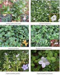 Image result for Acanthaceae