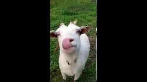 lick lick licky goat meme - YouTube