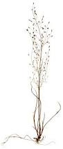 Image result for Eragrostis pilosa