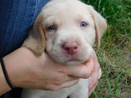 Here at preferable pups, we work extra hard to only add the best section of dog breeders and puppies in texas. Meet Our Puppies Silver Puppies Labrador Puppies For Sale Labrador