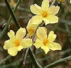 Jump to navigation jump to search. Fiori Invernali Speciali Fiori Invernali Specie