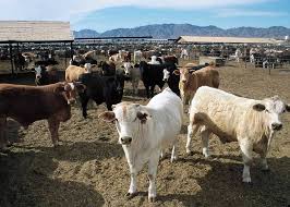 List of Problems Confronting Livestock Production